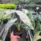 Alocasia Micholitziana 'Frydek' Variegated - Maceta de 4" 