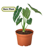 Alocasia Micholitziana 'Frydek' 