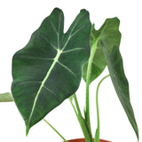 Alocasia Micholitziana 'Frydek' 
