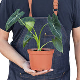 Alocasia Micholitziana 'Frydek' 