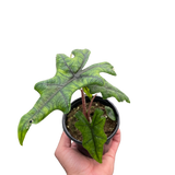 Alocasia 'Jacklyn'