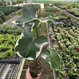 Alocasia 'Mickey Mouse' (Xanthosoma sagittifolium 'Variegatum Monstrosum')