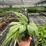 Amydrium 'Silver'