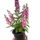 Angelonia