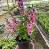 Angelonia