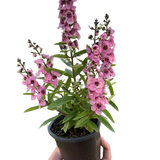 Angelonia
