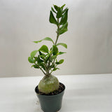 Ant Plant