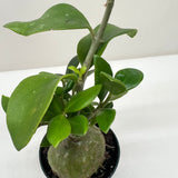 Ant Plant