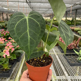 Anthurium 'Clarinervium'