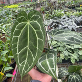 Anthurium Crystallinum