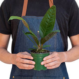 Anthurium 'Superbum'