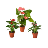 3 Anthurium Variety Pack- All Different Colors - 4" Pots