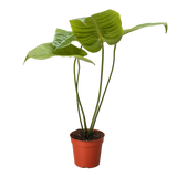 Anthurium 'Veitchii'