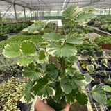 Aralia 'Balfouriana'