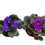 African Violet