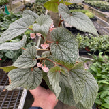 Begonia 'Frosty'