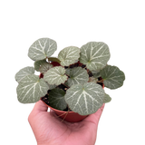 Begonia 'Strawberry'