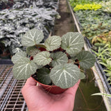Begonia 'Strawberry'