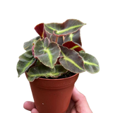 Begonia 'Striped'