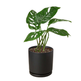 Monstera Adansonii 'Swiss Cheese'
