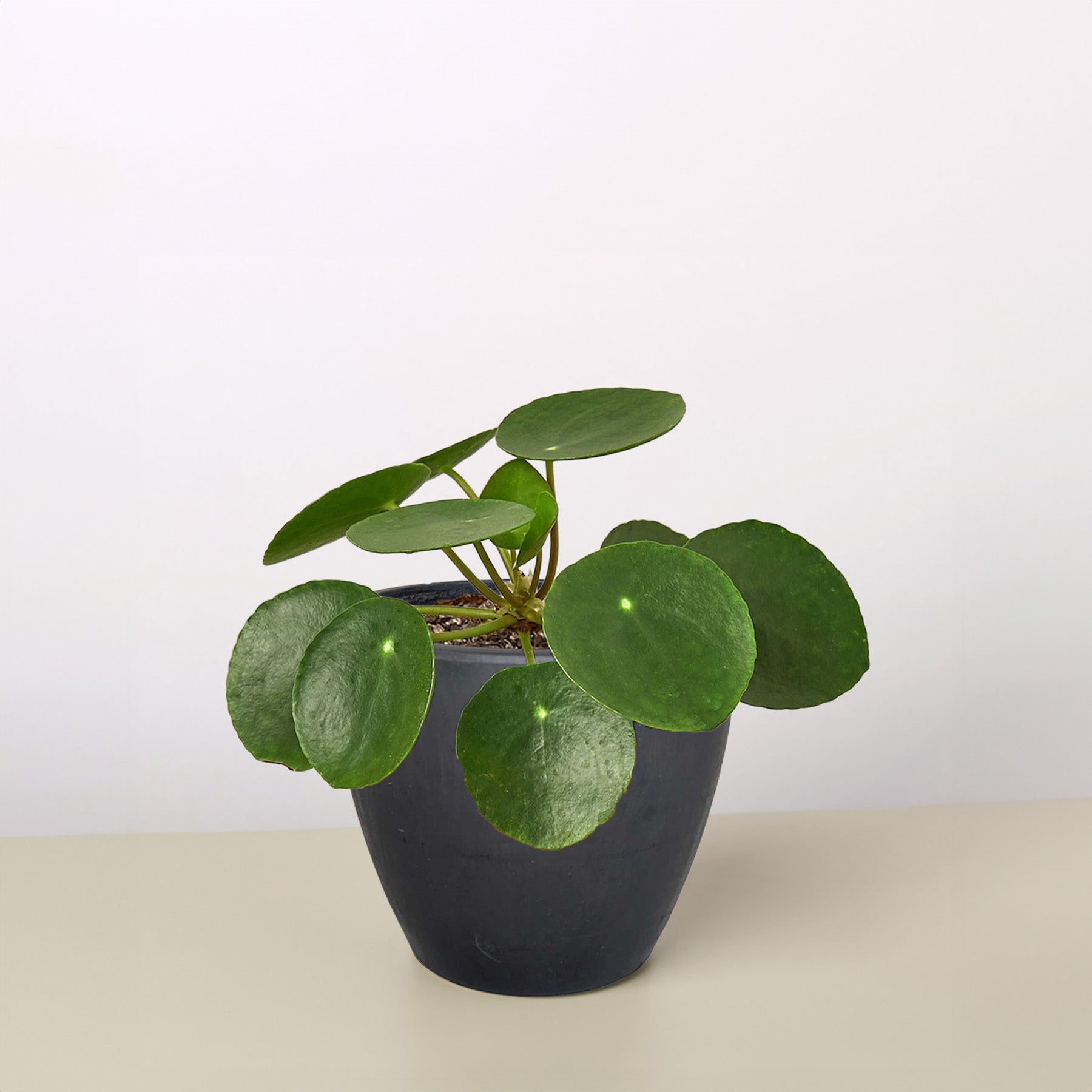 chinese money plant ebay Pilea Peperomioides 'Chinese Money' – La Tierra Bendita