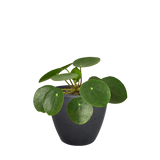 Pilea Peperomioides 'Chinese Money'