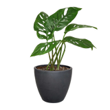 Monstera Adansonii 'Swiss Cheese'