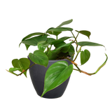 Philodendron Cordatum Heartleaf