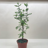 Bonsai Bald Cypress