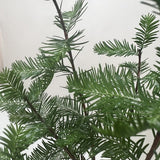 Bonsai Bald Cypress