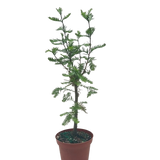 Bonsai Bald Cypress