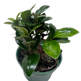 Bonsái Ficus Compacta