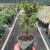 Bonsai Jade Dwarf Green