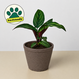 Calathea 'Estrella de belleza'