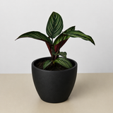 Calathea 'Estrella de belleza'