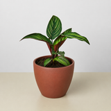 Calathea 'Estrella de belleza'