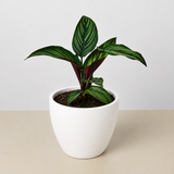 Calathea 'Estrella de belleza'