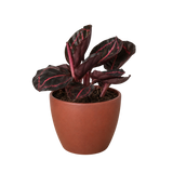 Calathea 'Dottie'