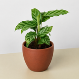 Calathea Concinna 'Freddie'