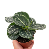 Calathea 'Green Goddess'