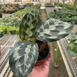 Calathea 'Kennedy'