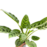 Calathea Leopardina