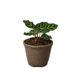 Calathea 'Makoyana'