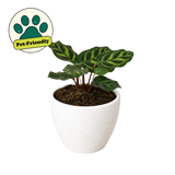 Calathea 'Makoyana'