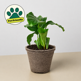 Calathea 'Orbifolia'
