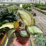 Calathea 'Picturata'