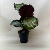 Calathea 'Northern Lights'