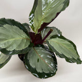 Calathea 'Northern Lights'
