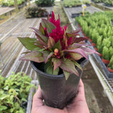 Celosia