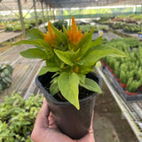 Celosia
